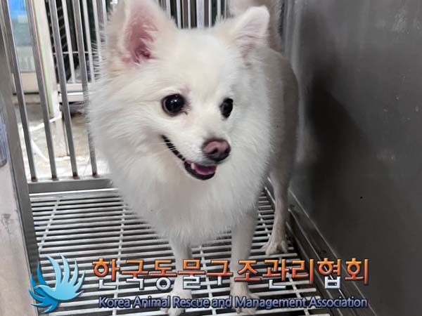 종료(반환) 포메라…